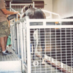 Horse Treadmill