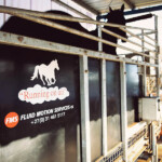 Horse Treadmill