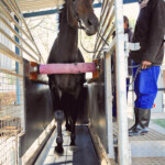Horse Treadmills