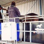 Horse Treadmills